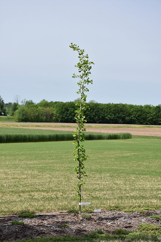 Ginkgo biloba 'Golden Sky Tower'
