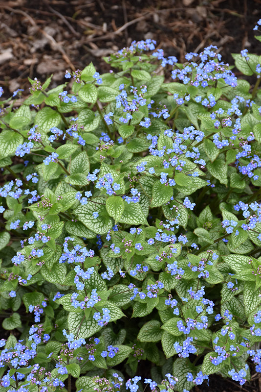 Brunnera macrophylla 'Sterling Silver'