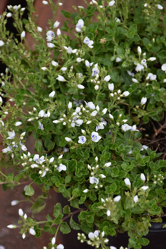 Veronica 'Snowmass' (Speedwell)