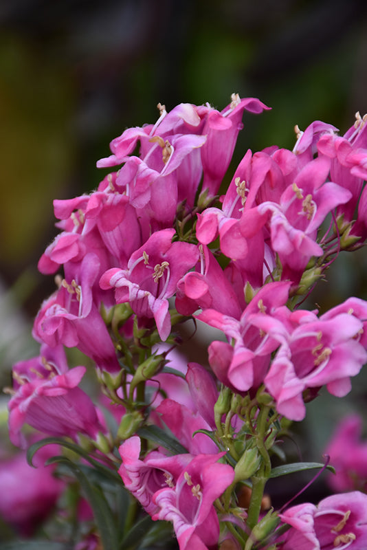 Penstemon barbatus 'Rock Candy Pink Improved' (Beard Tongue)