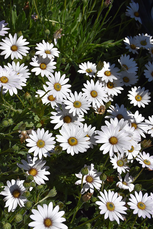 Osteospermum 'Avalanche' (Avalanche African Daisy)