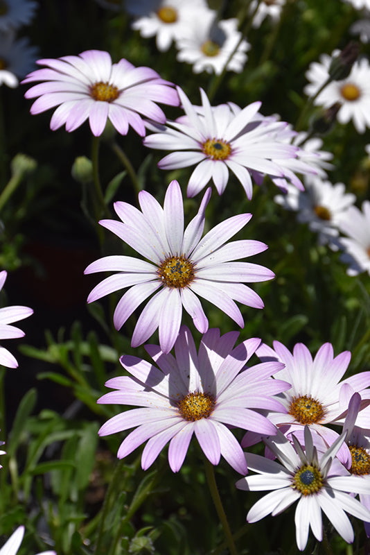 Osteospermum 'Lavender Mist' (Lavender Mist African Daisy)