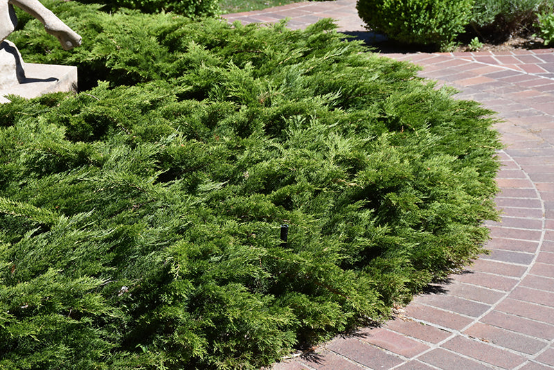 Juniperus sabina 'Calgary Carpet' / 'Monna'
