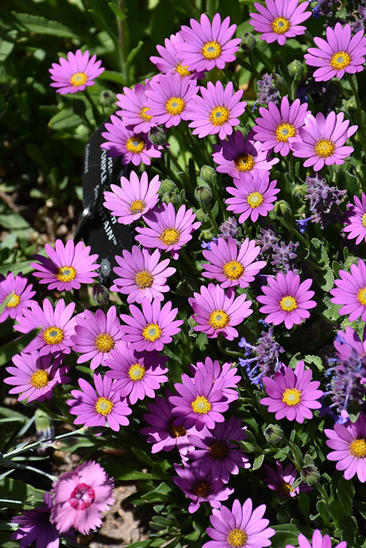 Osteospermum 'Purple Mountain' (Purple Mountain African Daisy)