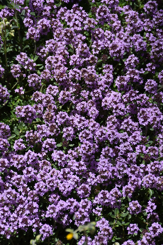 Thymus 'Pink Chintz'
