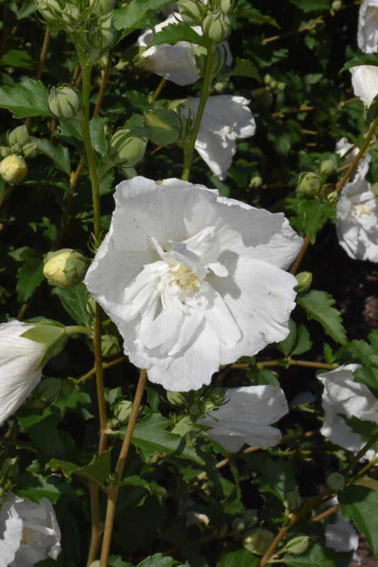 Hibiscus syriacus 'Flower Tower White' (Rose of Sharon)