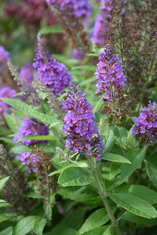 Buddleia 'Chrysalis Blue' (Butterfly Bush)