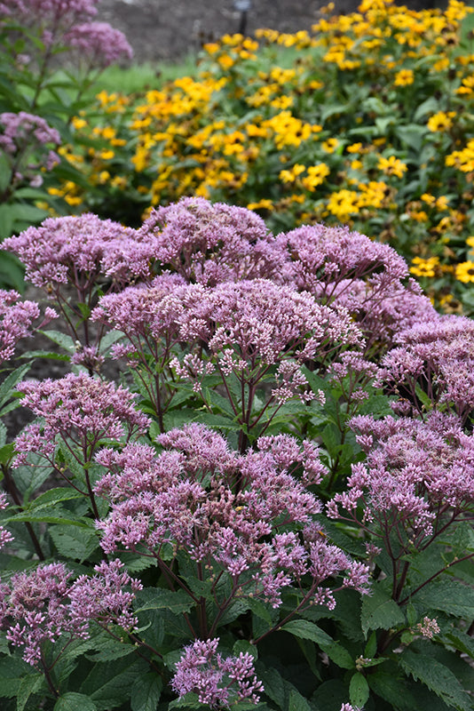 Eupatorium purpureum 'Euphoria Ruby'
