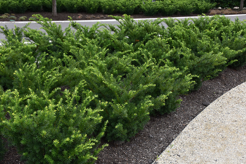 Taxus x media 'Densiformis'