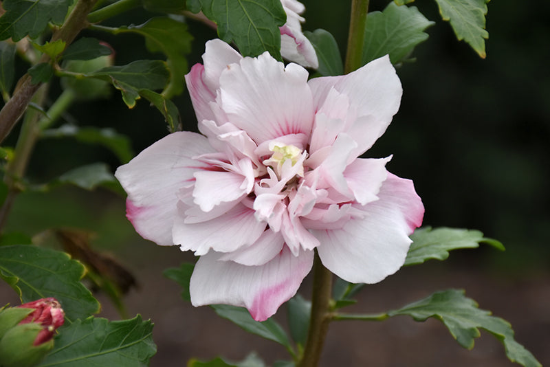 Hibiscus syriacus 'Lady Stanley'