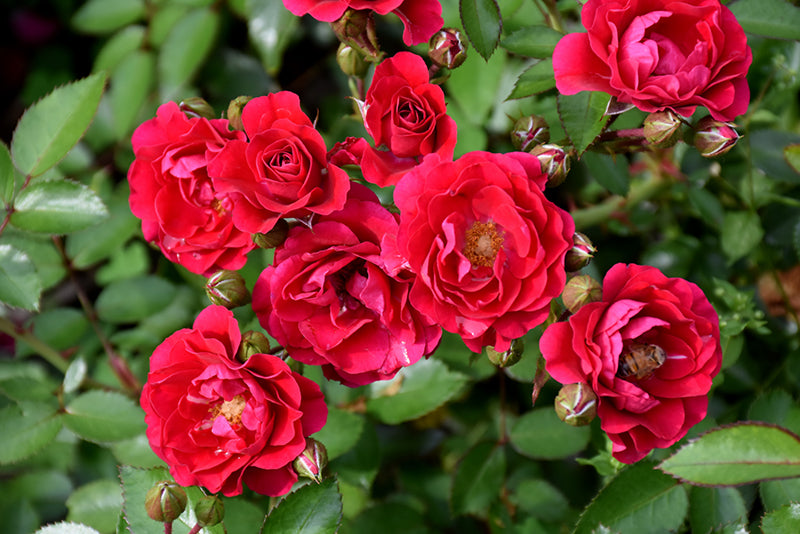 Rosa 'Meipsidue' (Fire Meidiland Rose)