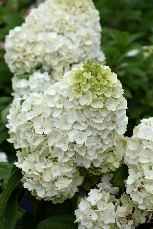 Hydrangea paniculata 'Moonrock'