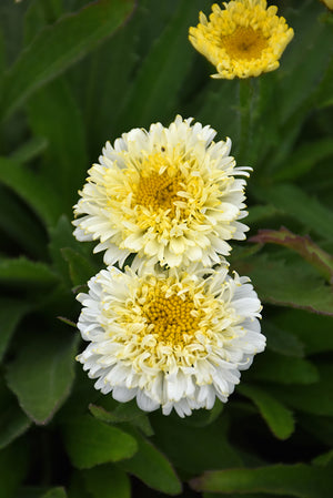 Leucanthemum x superbum 'Luna'