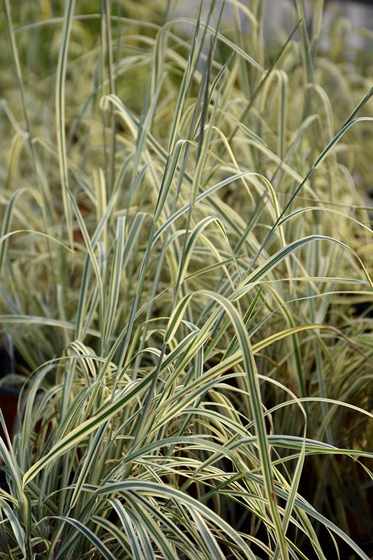 Schizachyrium 'Shining Star' (Shining Star Bluestem)