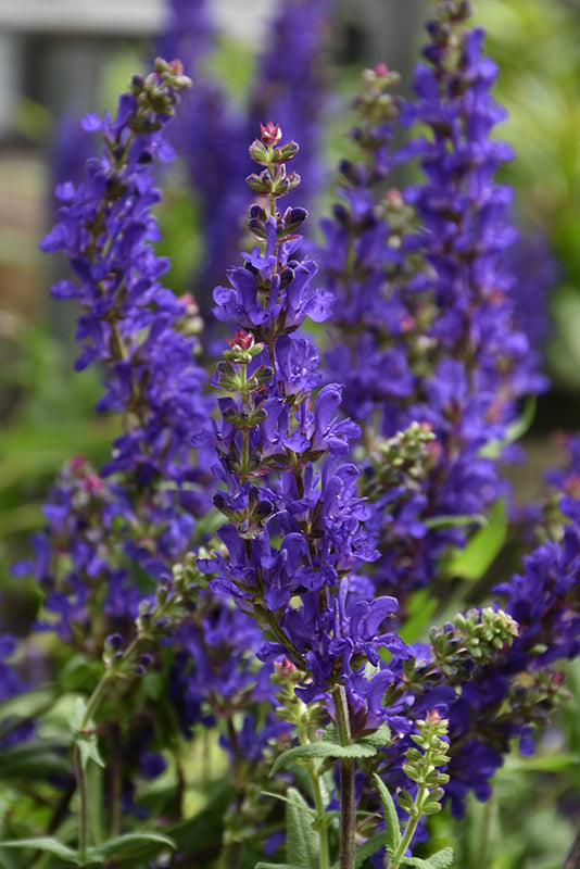 Salvia nemorosa 'Dark Matter'
