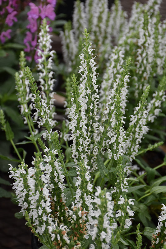 Salvia nemorosa 'Sensation Compact White' (Sage)
