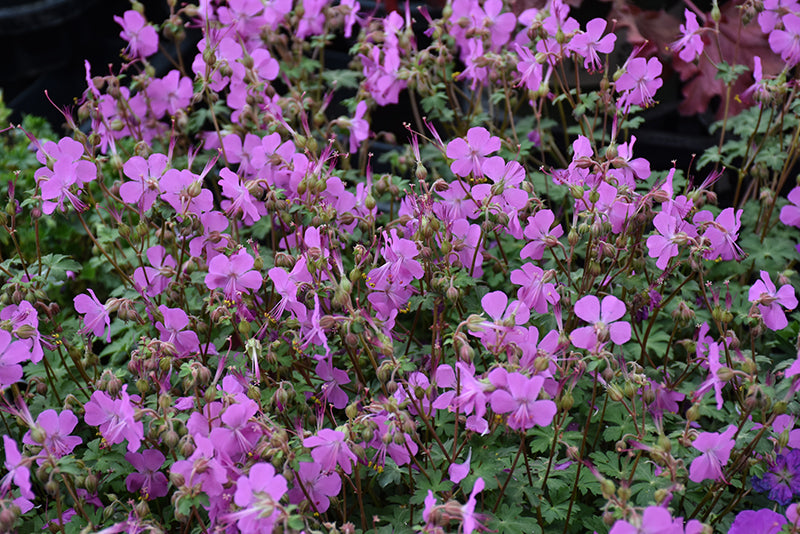 Geranium cantabrigiense 'Intense'