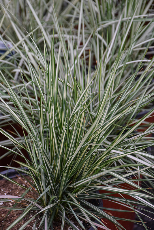 Calamagrostis x acutiflora 'Lightning Strike'