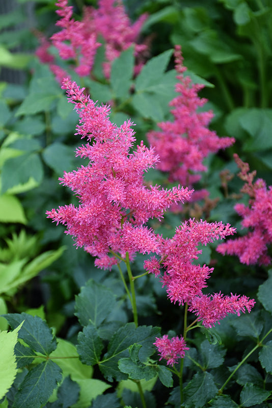 Astilbe x Younique 'Ruby Red' / 'VersRed' (False Goatsbeard / False Spiraea)