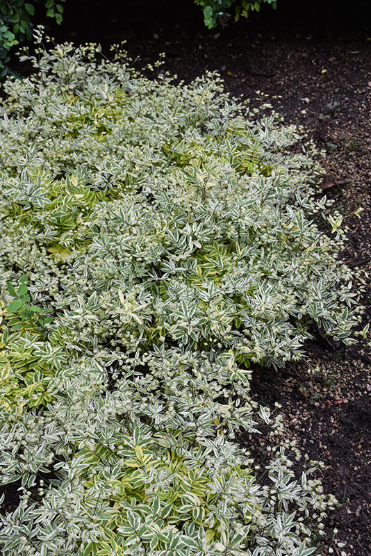 Polemonium pulcherrimum 'Golden Feathers'