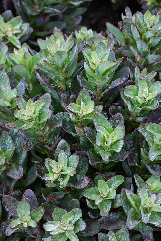 Sedum telephium 'Conga Line' (Conga Line Stonecrop)