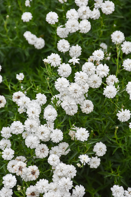 Achillea ptarmica 'Peter Cottontail' (Sneezewort)