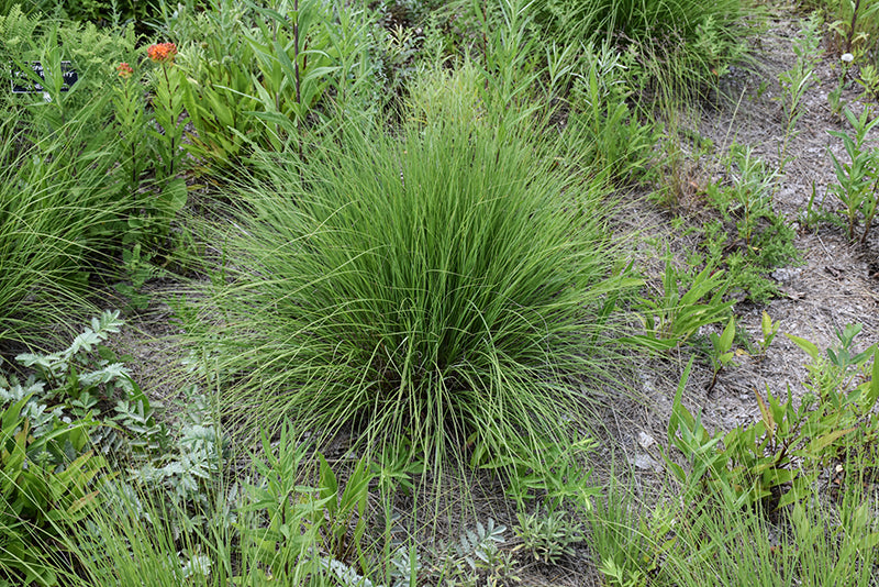 Muhlenbergia reverchonii 'Undaunted' (Ruby Muhly Grass)