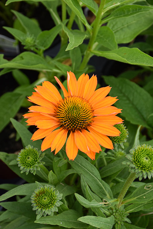 Echinacea Prima 'Saffron' (Saffron Coneflower)