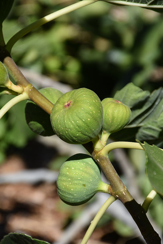 Ficus carica 'Fignomenal' (Fig)