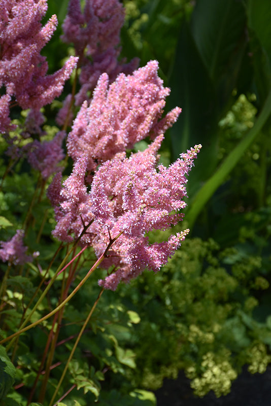 Astilbe x arendsii 'Look At Me'
