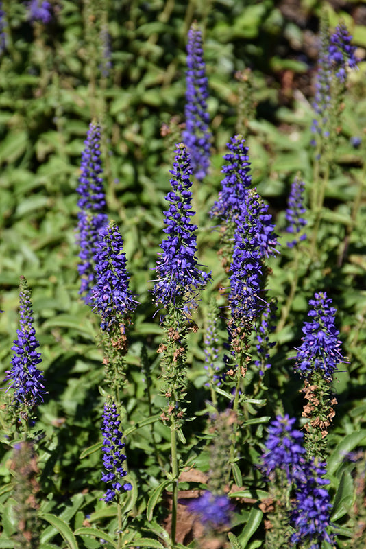 Veronica Venture 'Blue' (Speedwell)