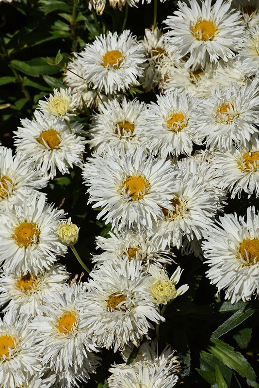 Leucanthemum 'Belgian Lace'