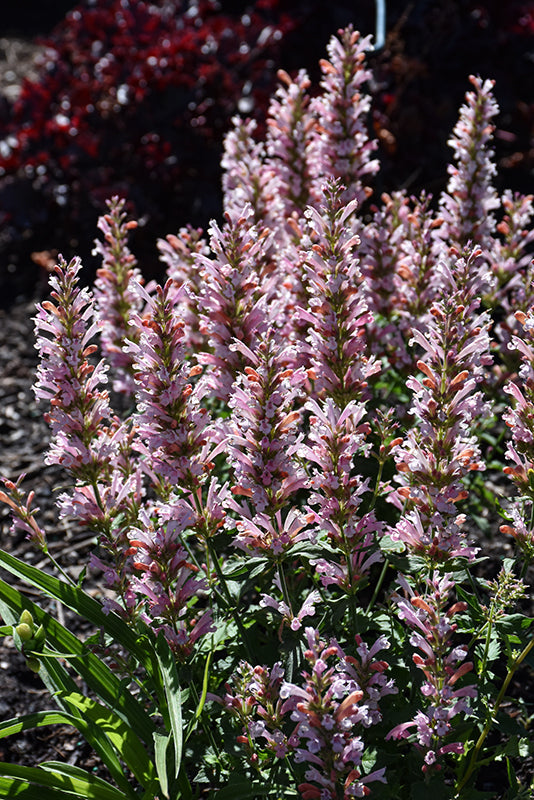 Agastache 'Pink Pearl'