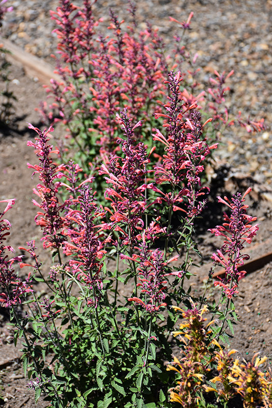 Agastache 'Kudos Ambrosia' (Hyssop)
