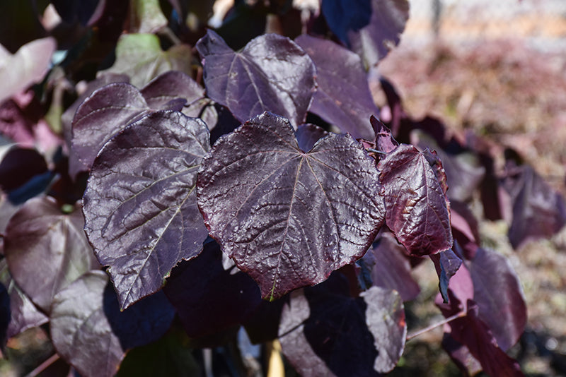Cercis canadensis 'Black Pearl' (Redbud)