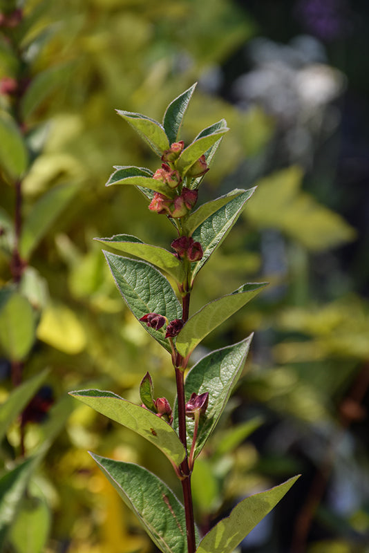 Lonicera involucrata (Black twinberry)