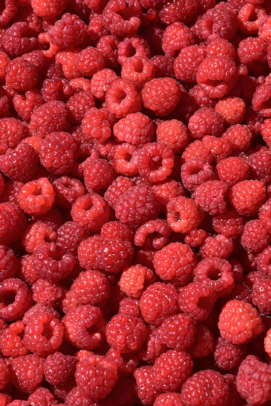 Rubus 'Joan J' (Thornless Everbearing Raspberry)