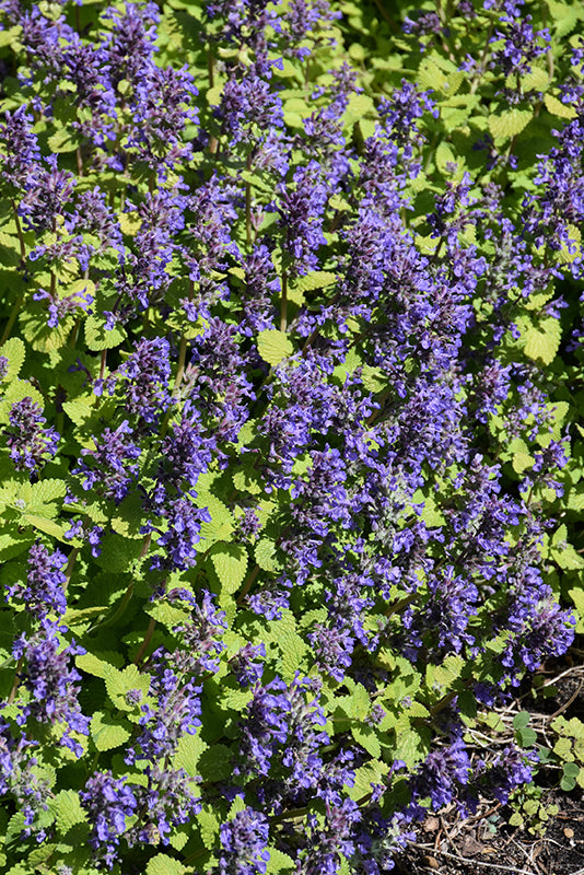 Nepeta 'Chartreuse on the Loose' (Catmint)