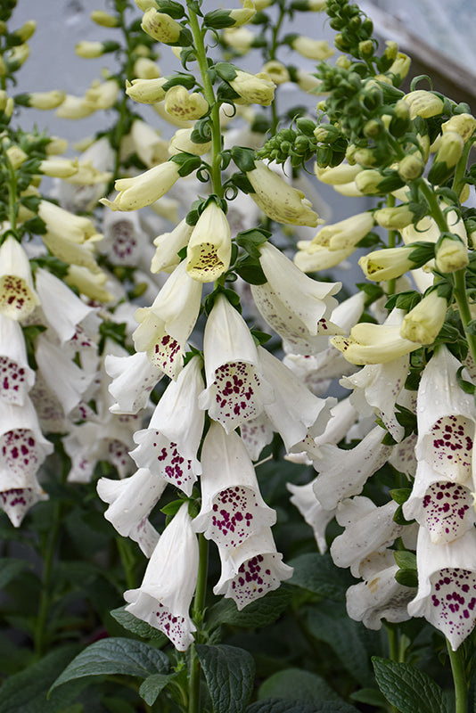 Digitalis purpurea 'Dalmation White' (Foxglove)