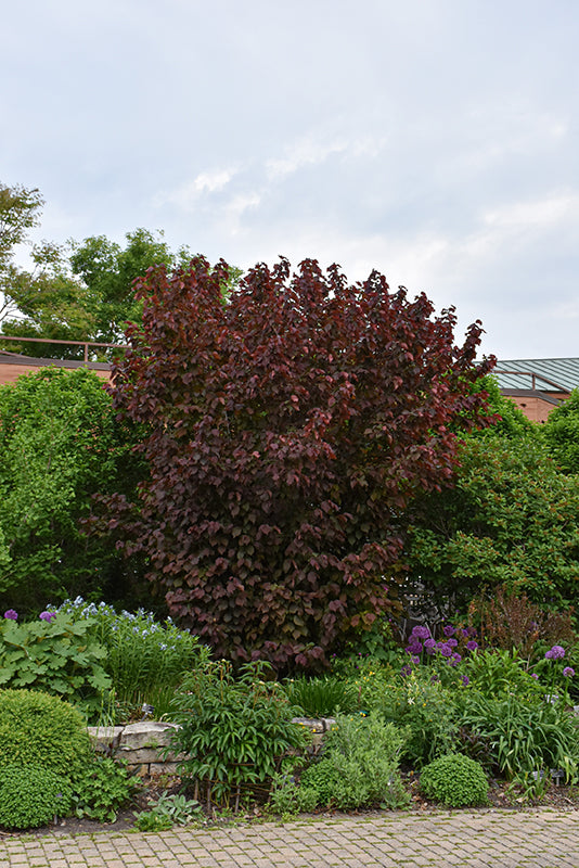 Corylus maxima 'Purpurea' (Purple-leaved Filbert)