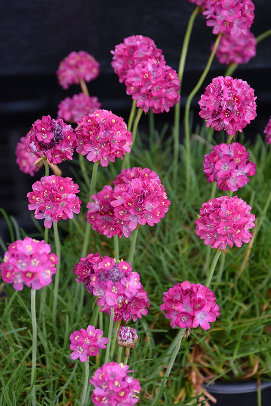 Armeria maritima 'Morning Star Deep Rose'