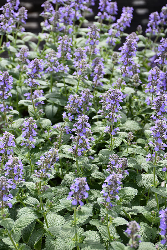 Nepeta x faassenii 'Balpurrlu' / 'Whispurr Blue' (Catmint)