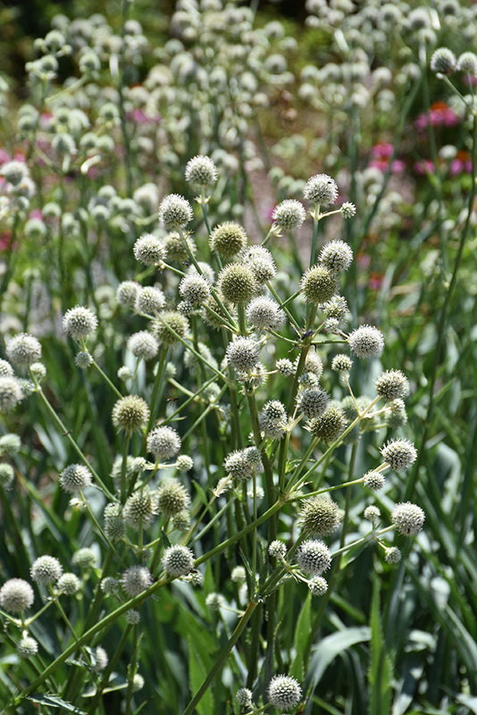 Eryngium yuccifolium (Rattlesnake Master)
