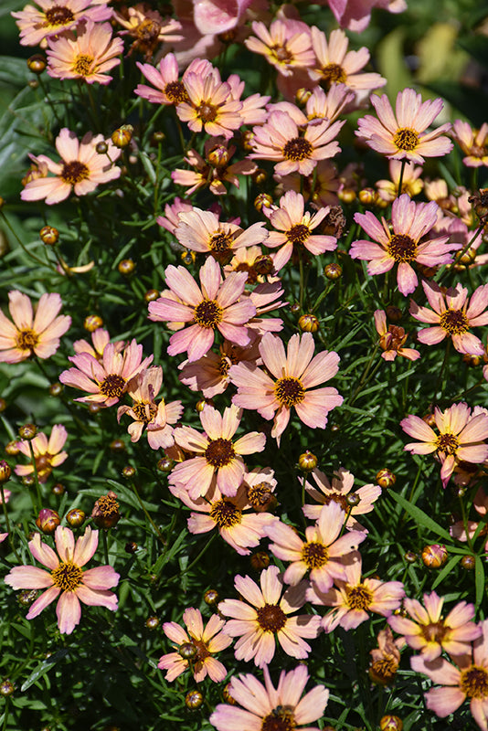 Coreopsis verticillata Nova 'Sunstone' (Tickseed)