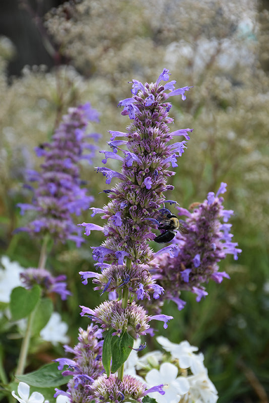 Agastache 'Blue Boa' (Giant Hyssop)