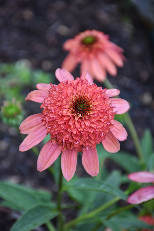 Echinacea Cara Mia 'Coral' (Coral Coneflower)