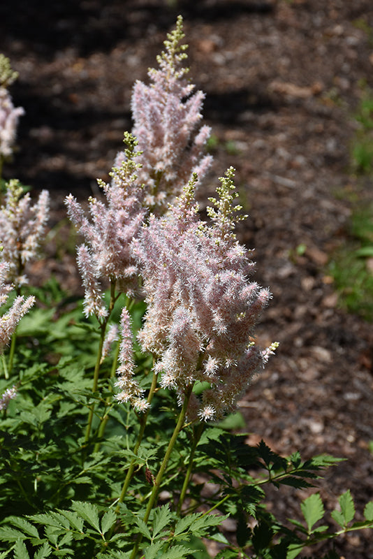 Astilbe chinensis 'Milk and Honey' (False Goatsbeard / False Spiraea)