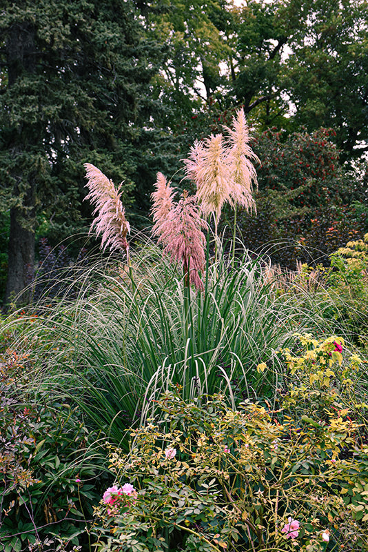 Cortaderia jubata 'Pink Pampas' (Pampas Grass)