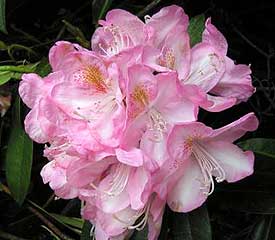 Rhododendron 'Lady Clementine Mitford'