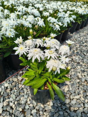 Leucanthemum x superbum 'Double Angel Daisy'